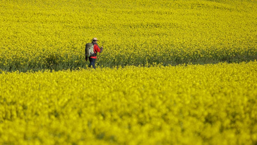 Pilgrim walking among rapeseed fields